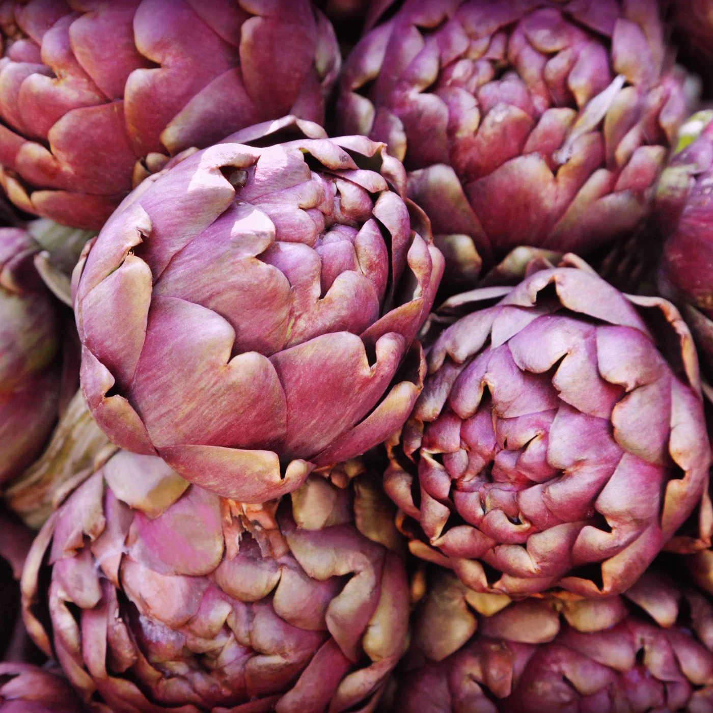 Metro Chef artichoke brand style photography